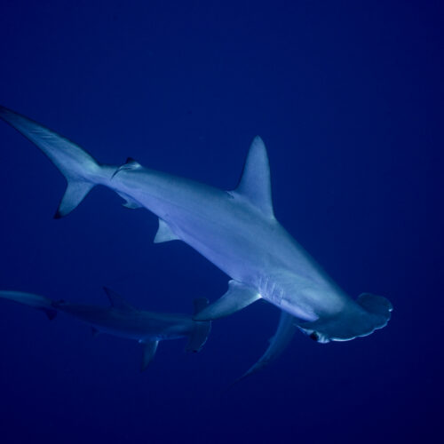 全球贸易禁令落地，鲨与鳐的命运转折点：一场迟来百年的海洋救赎