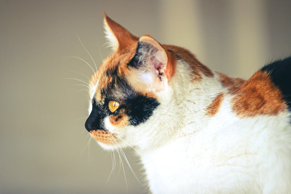 当灾难切断信号:T-Mobile灾害响应队如何用“移动基站”重建生命线