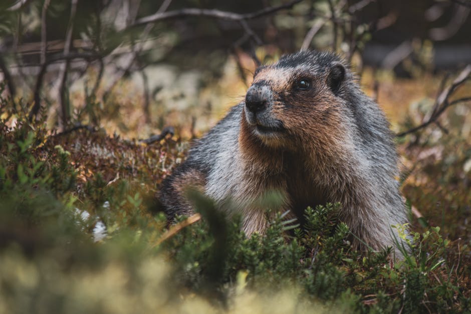 Kindle全线史低价背后:电子阅读器市场,正在发生一场静默革命