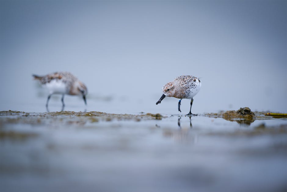 加那利群岛的“海洋幽灵”：一场神秘瘟疫如何让关键海胆濒临灭绝？