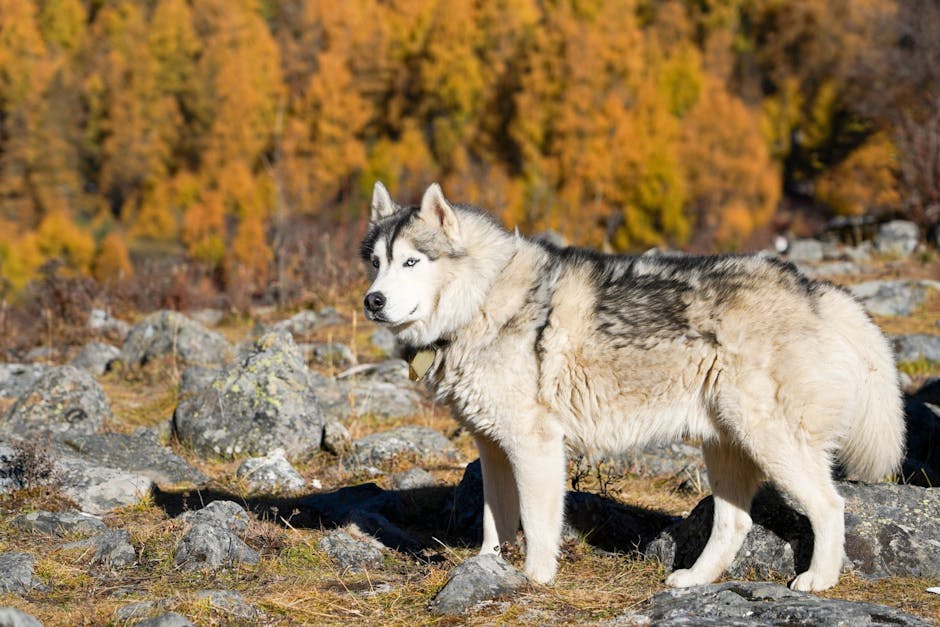 烈焰与热浪：当“大布什火”吞噬西澳，我们如何面对一个更易燃的世界？