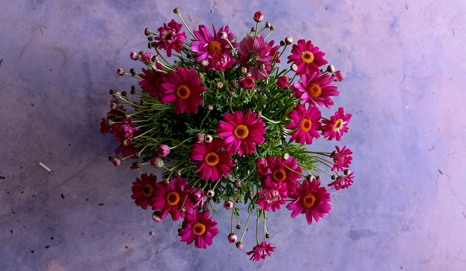 当《使女的故事》照进现实:阿特伍德预警的威权阴影与女性困境