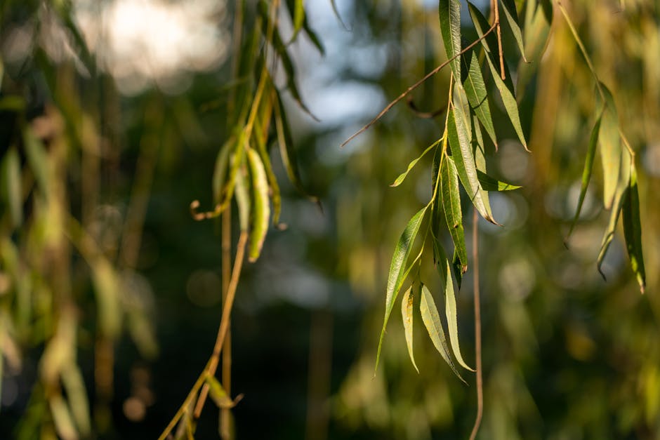 美国“协助”下的联合国环境会谈:一场被稀释的全球承诺?