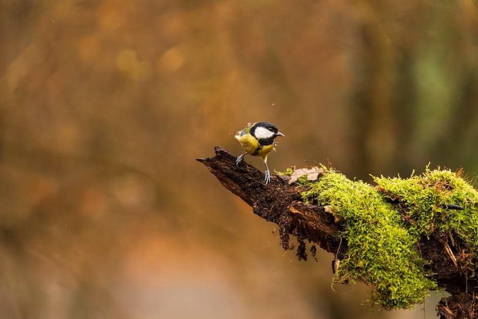 1.1亿加元砸向AI！加拿大公共部门数字化转型的“豪赌”与深远棋局