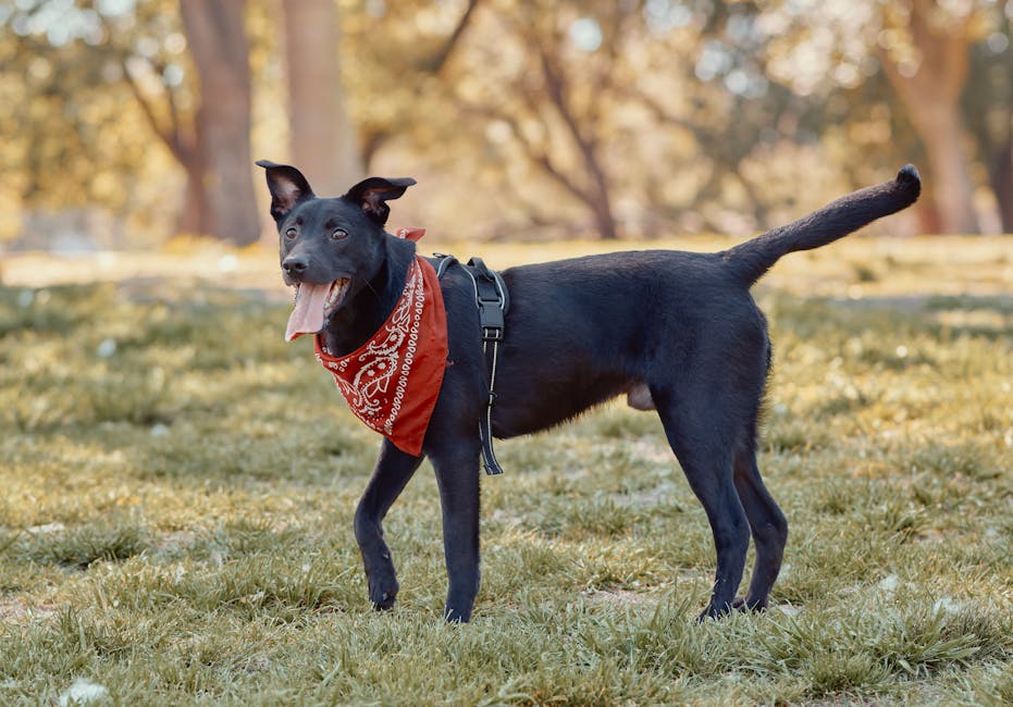 3000元扫地机大战：当“堆料王”遇上“实用派”，谁才是家庭清洁的终极答案？