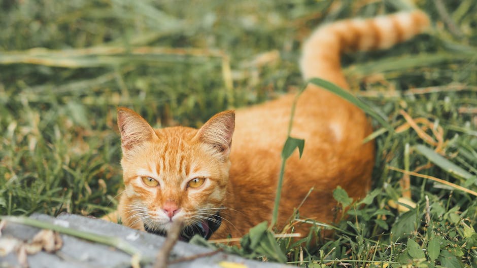 司法政治化危局：特朗普如何施压DOJ“制造”大学罪名，美国法治的摇摆时刻