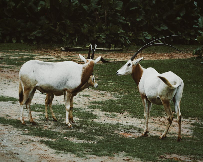 奇迹雏鸟诞生记：一对“不育”塔卡赫如何改写新西兰物种拯救史