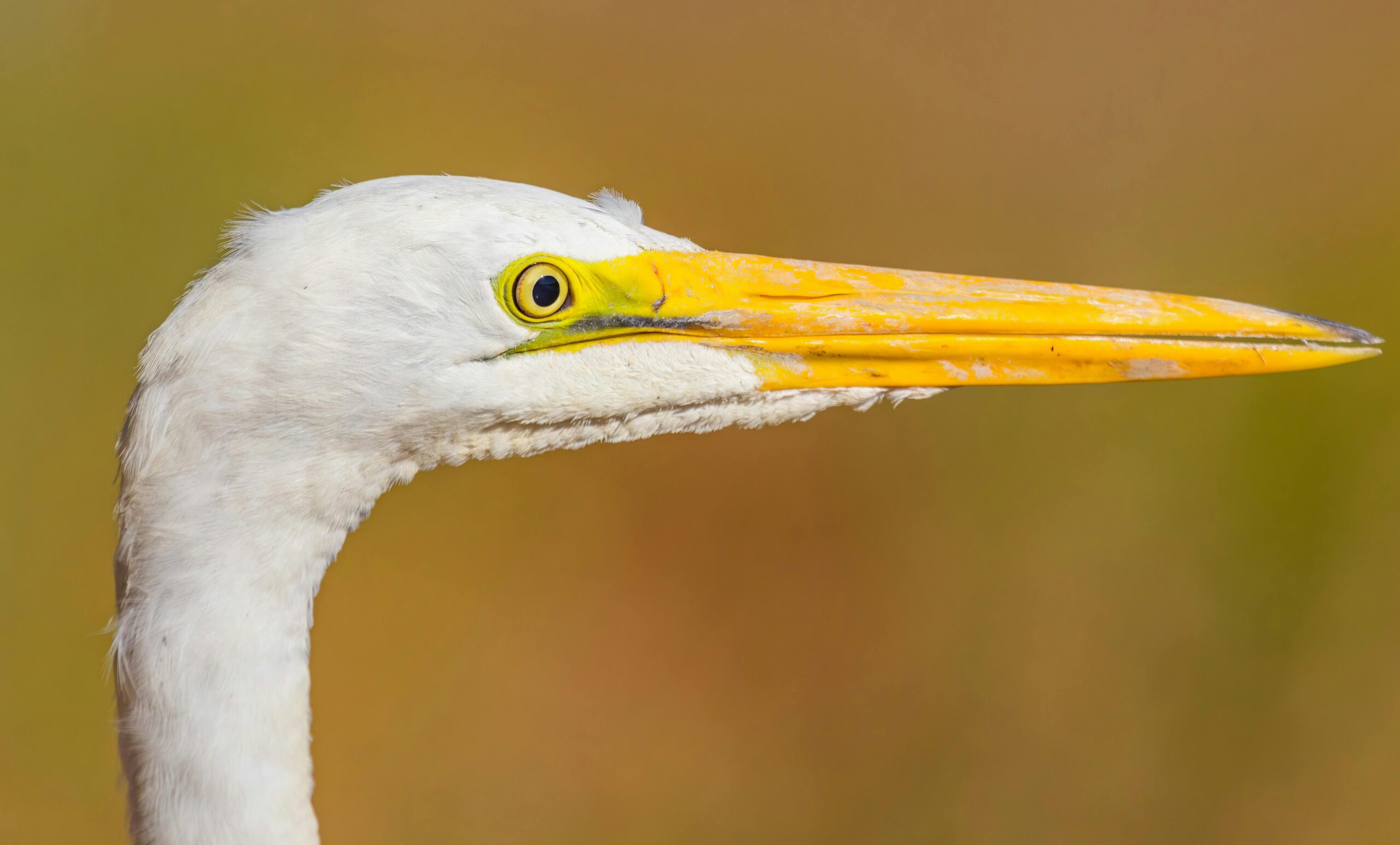 AI基建狂潮见顶？AMD揭示的真相：从“恐慌性抢购”到“理性过剩”的残酷转折