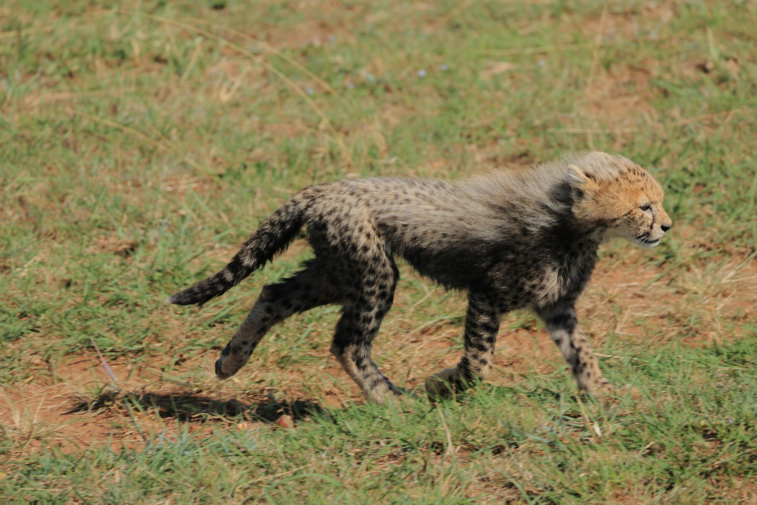 从童星到AI警示者：玛拉·威尔逊为何预言“深度伪造末日”正在吞噬每个人？