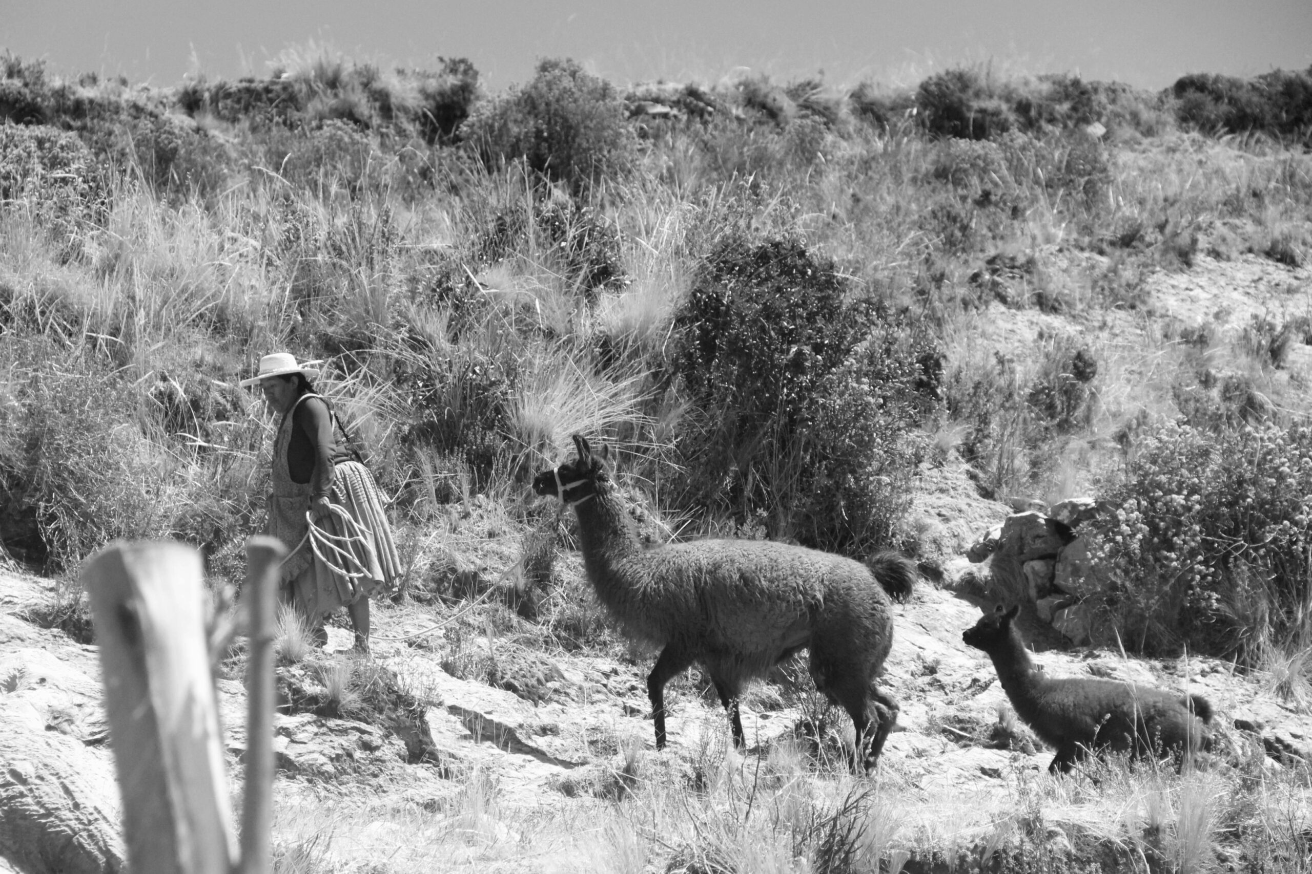 57名共和党人“倒戈”背后的深层博弈:汽车“熄火开关”如何撕裂美国政治与自由边界?