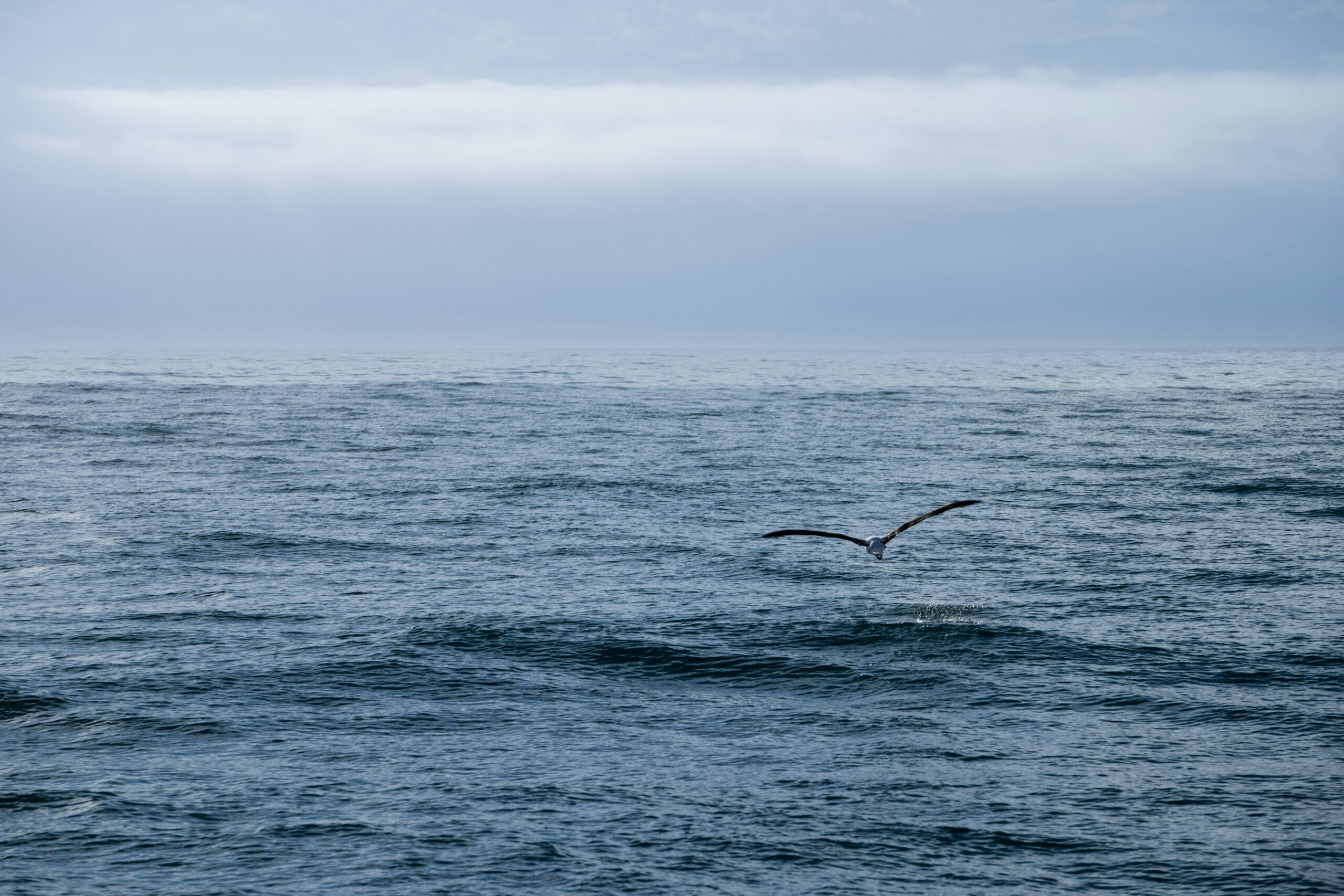 卡梅隆“出逃”新西兰背后:当美国梦褪色,精英用脚投票预示着什么?