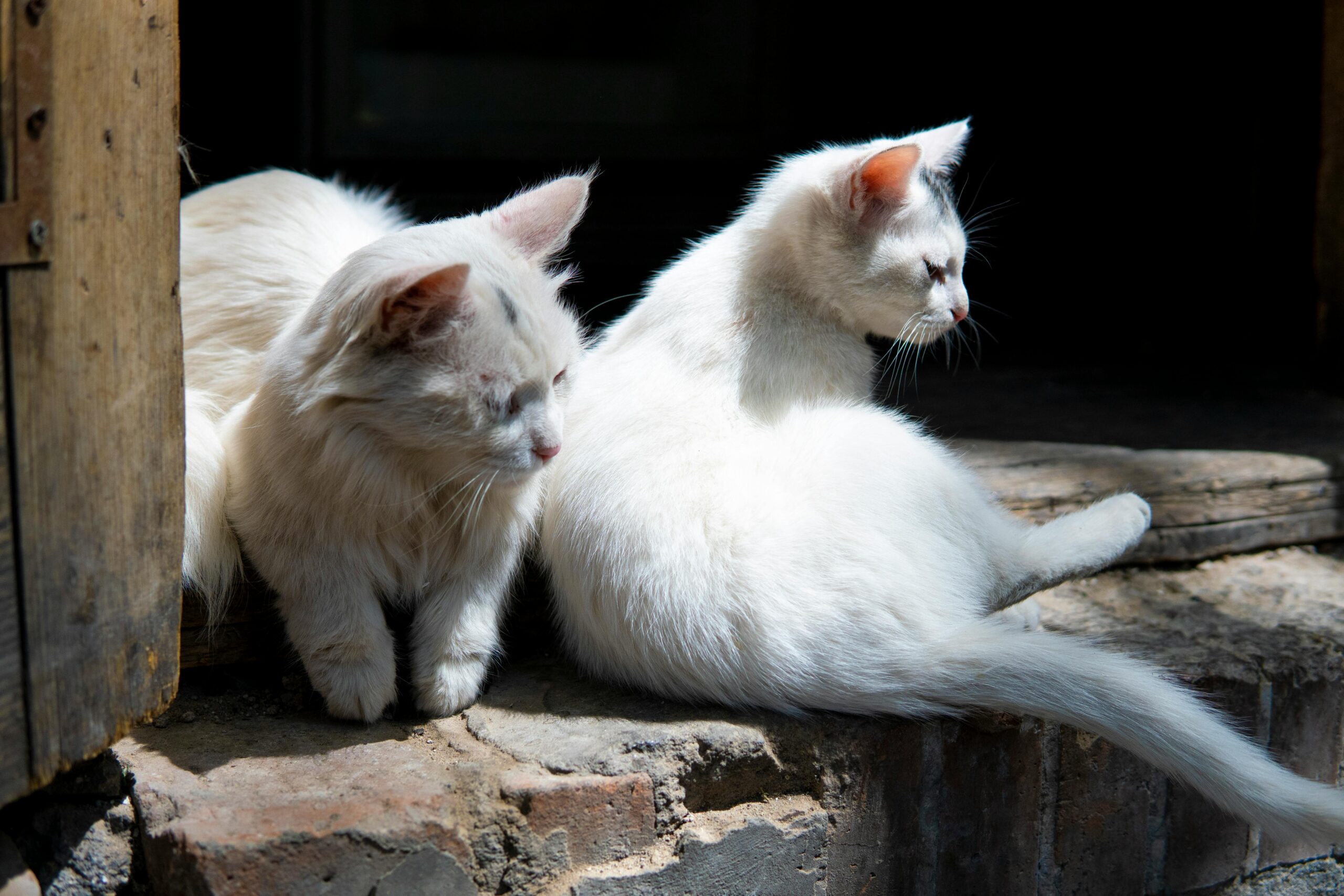 CEO沉默的终结：一桩命案如何撕裂美国商业领袖的“政治中立”面具