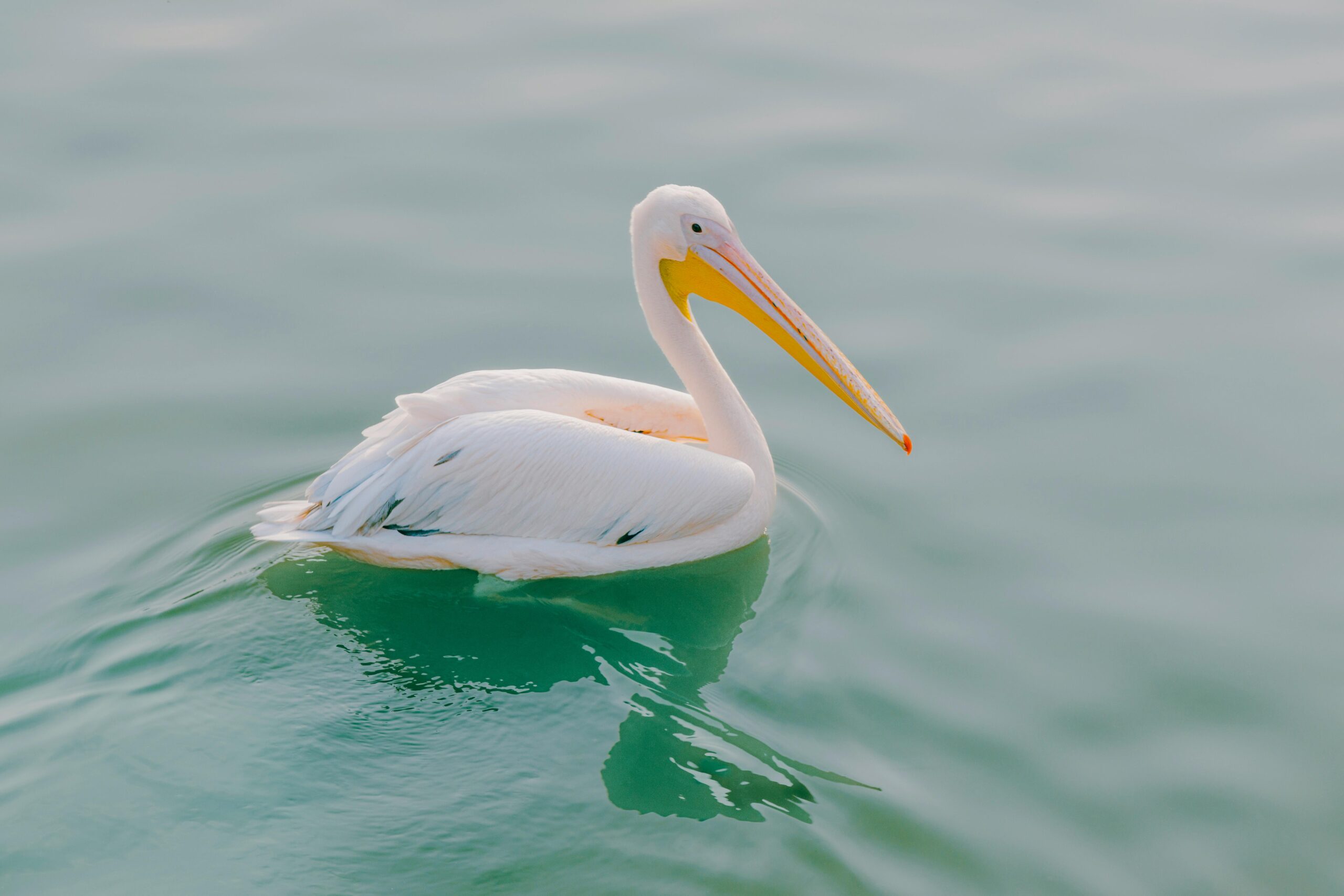 特朗普的芯片棋局:安全、霸权与AI未来的三重博弈