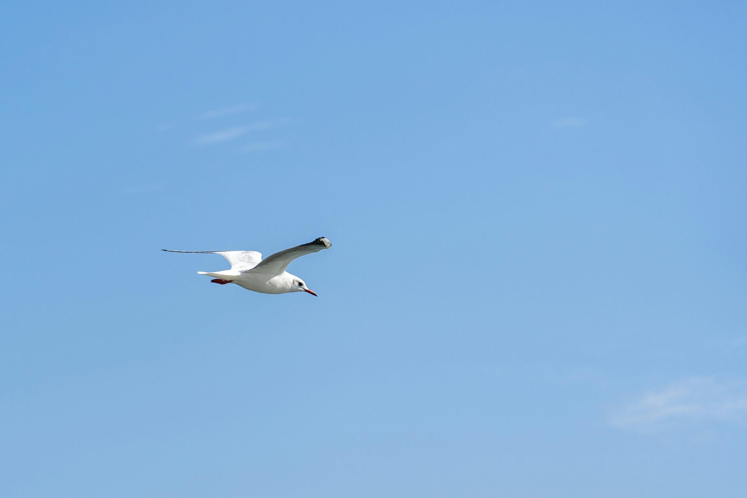 从游戏外设到AI穿戴：雷蛇的“莫托科”野心，是噱头还是下一场革命？