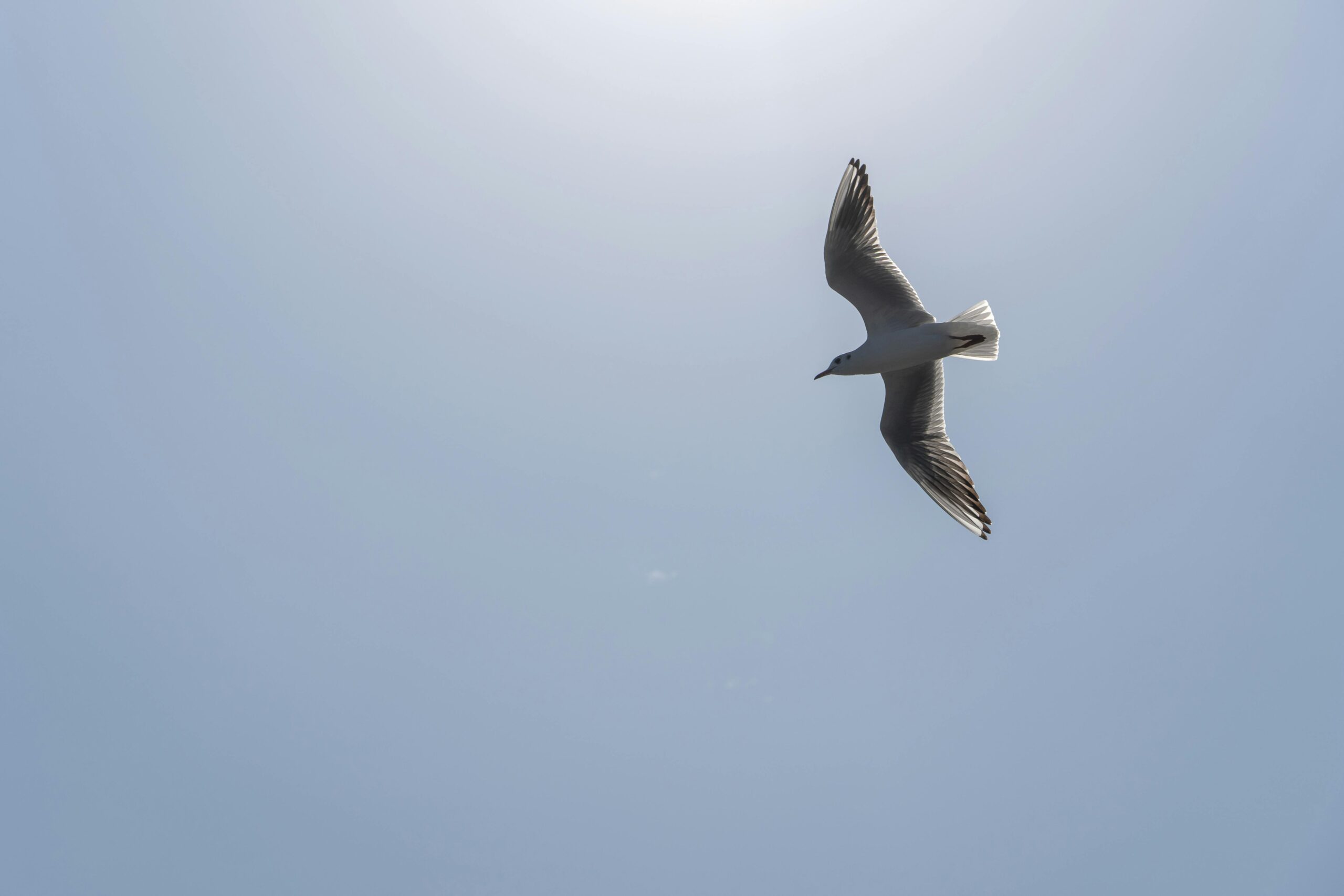 Copilot安全漏洞深度解析：一个链接如何攻破微软AI防线，我们该如何应对？