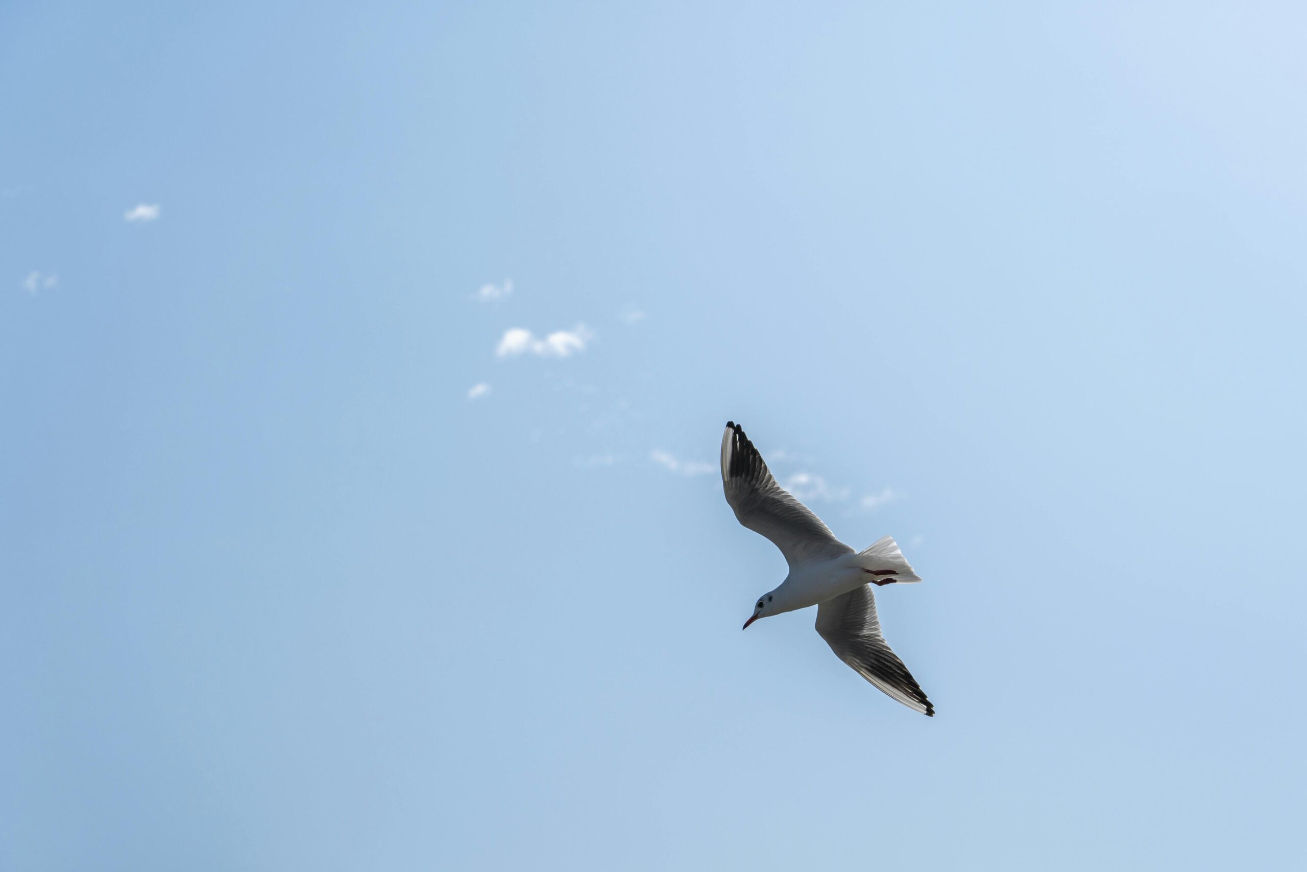 洪水吞噬11%全球最稀有猩猩,印尼矿业巨头遭调查:生态灾难背后的资本与保护之战