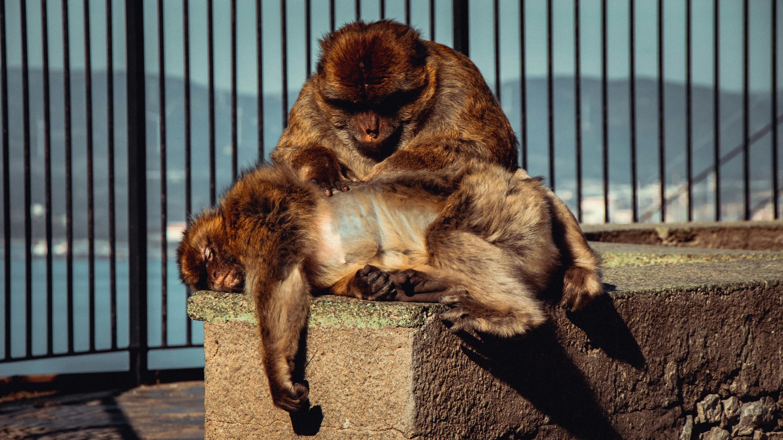 慈善背后的声誉游戏:萨克勒信托的110万英镑捐赠与“隐身”账目