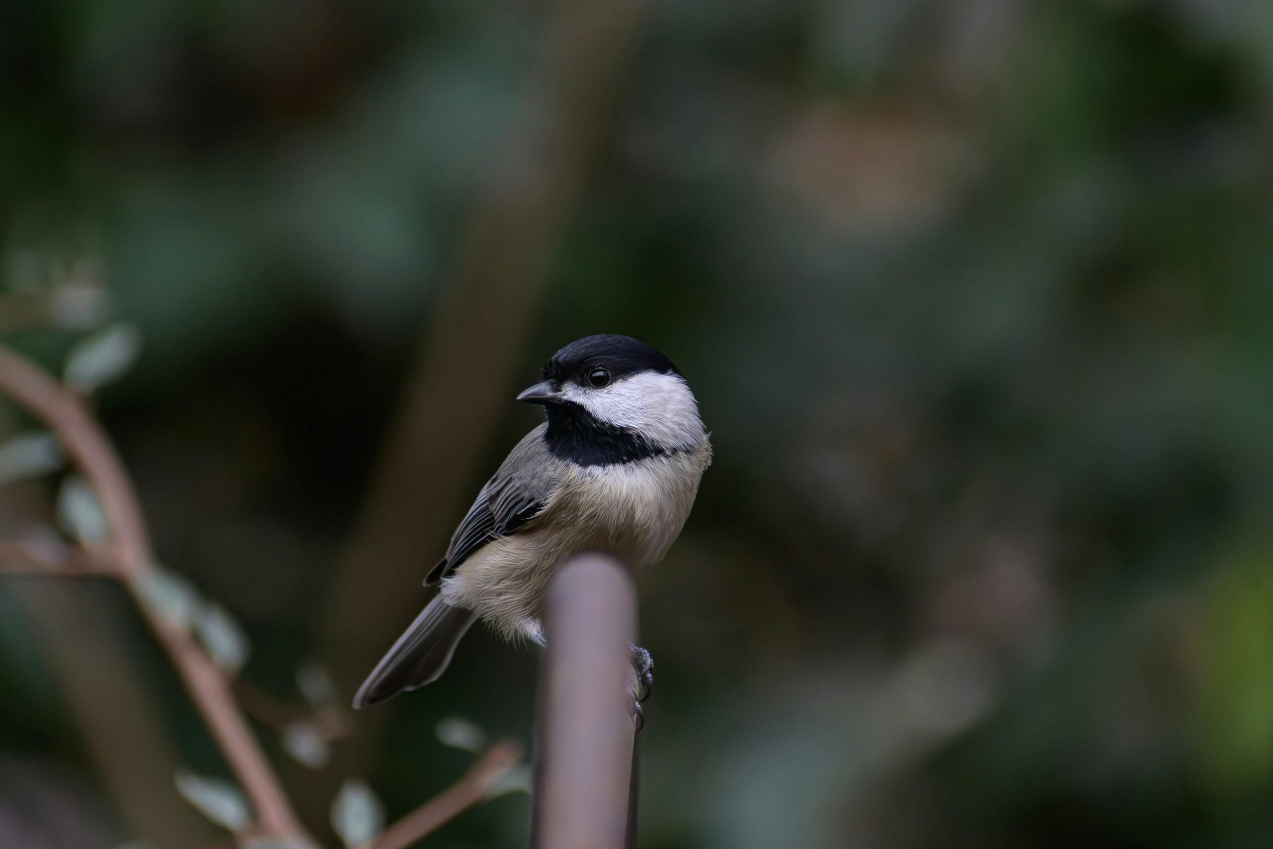 戴尔XPS“王者归来”：一场迟到的自我革命，能否重振PC市场野心？