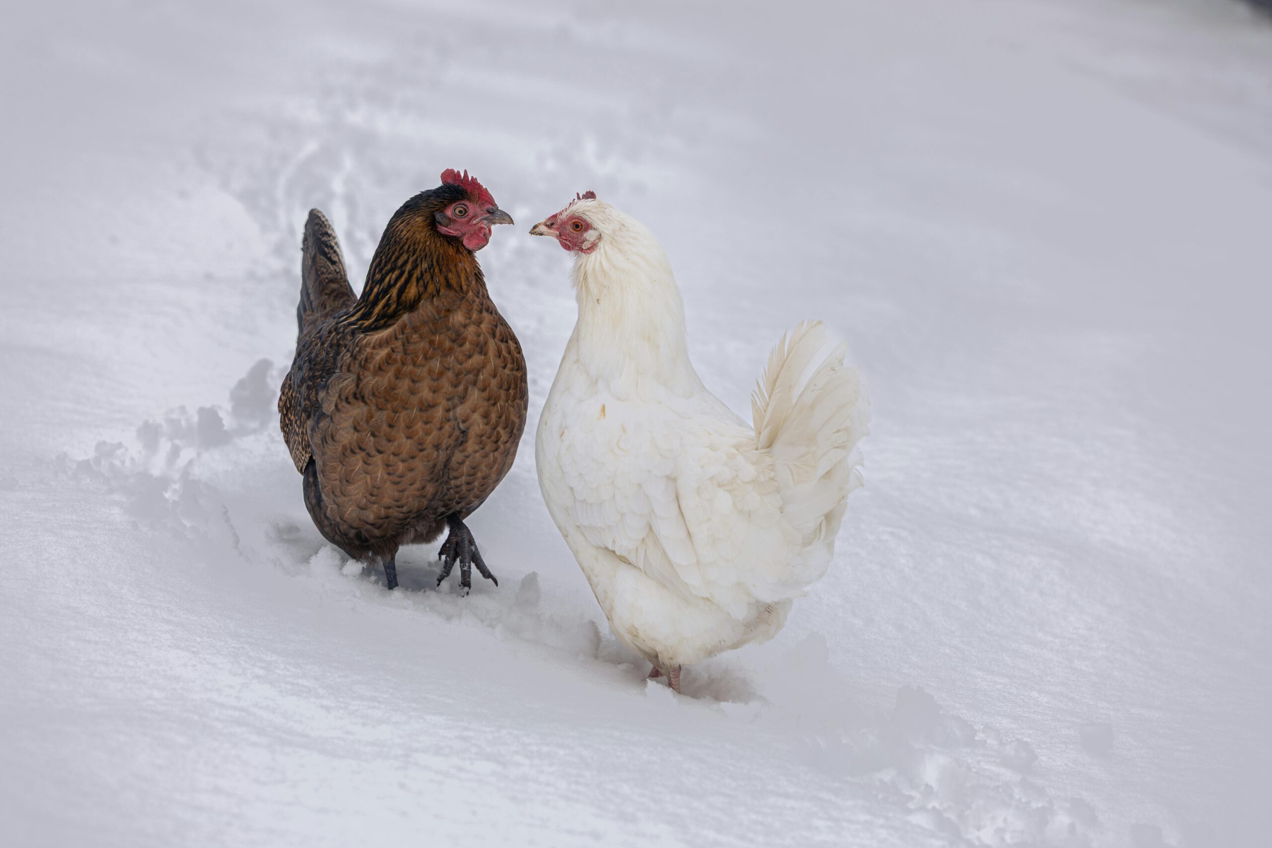 CES 2026最大黑马？极米跨界亮剑，智能眼镜要革投影仪的命？