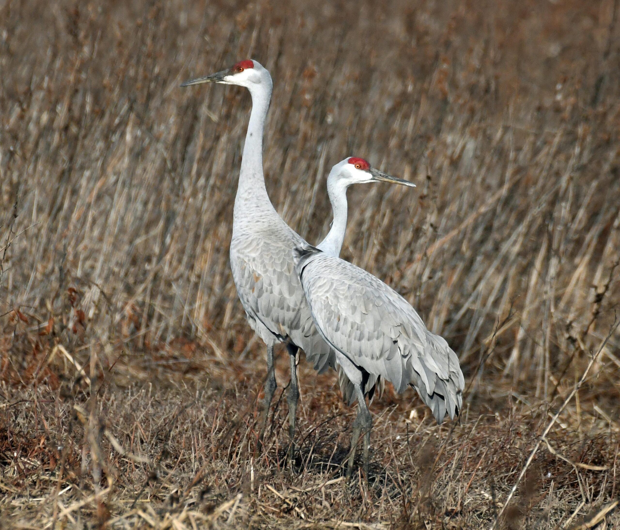 印度超音速导弹发动机突破背后：一场关乎未来空战的“心脏”耐力赛