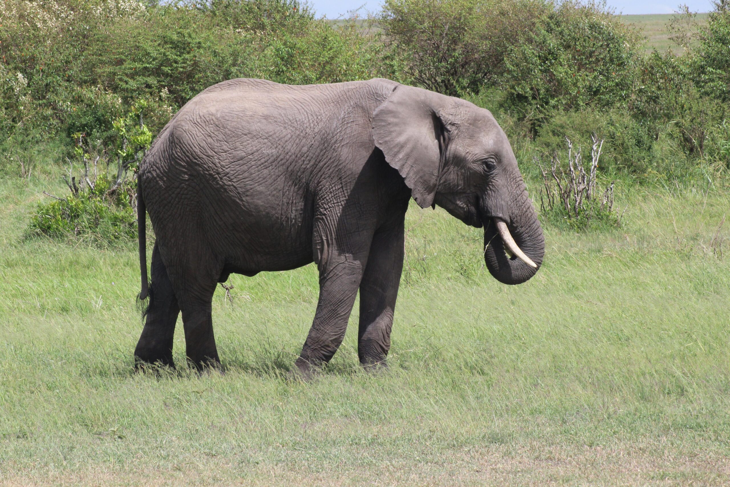 作家周取消风波升级：巴勒斯坦作家发诽谤律师函，南澳州长卷入言论自由与政治正确漩涡
