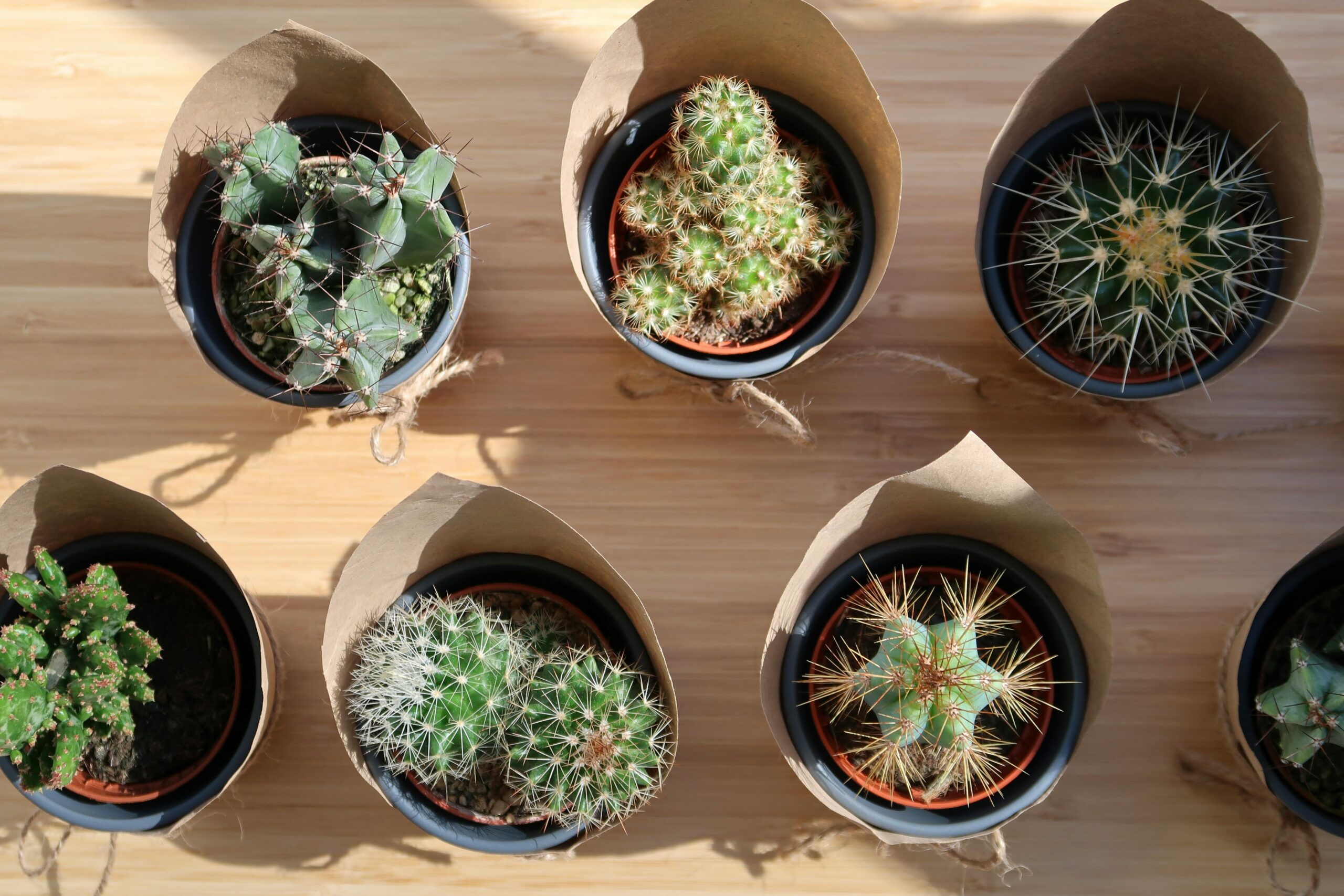 加沙之后，再无他处：当“过去时态”成为一场精心策划的遗忘