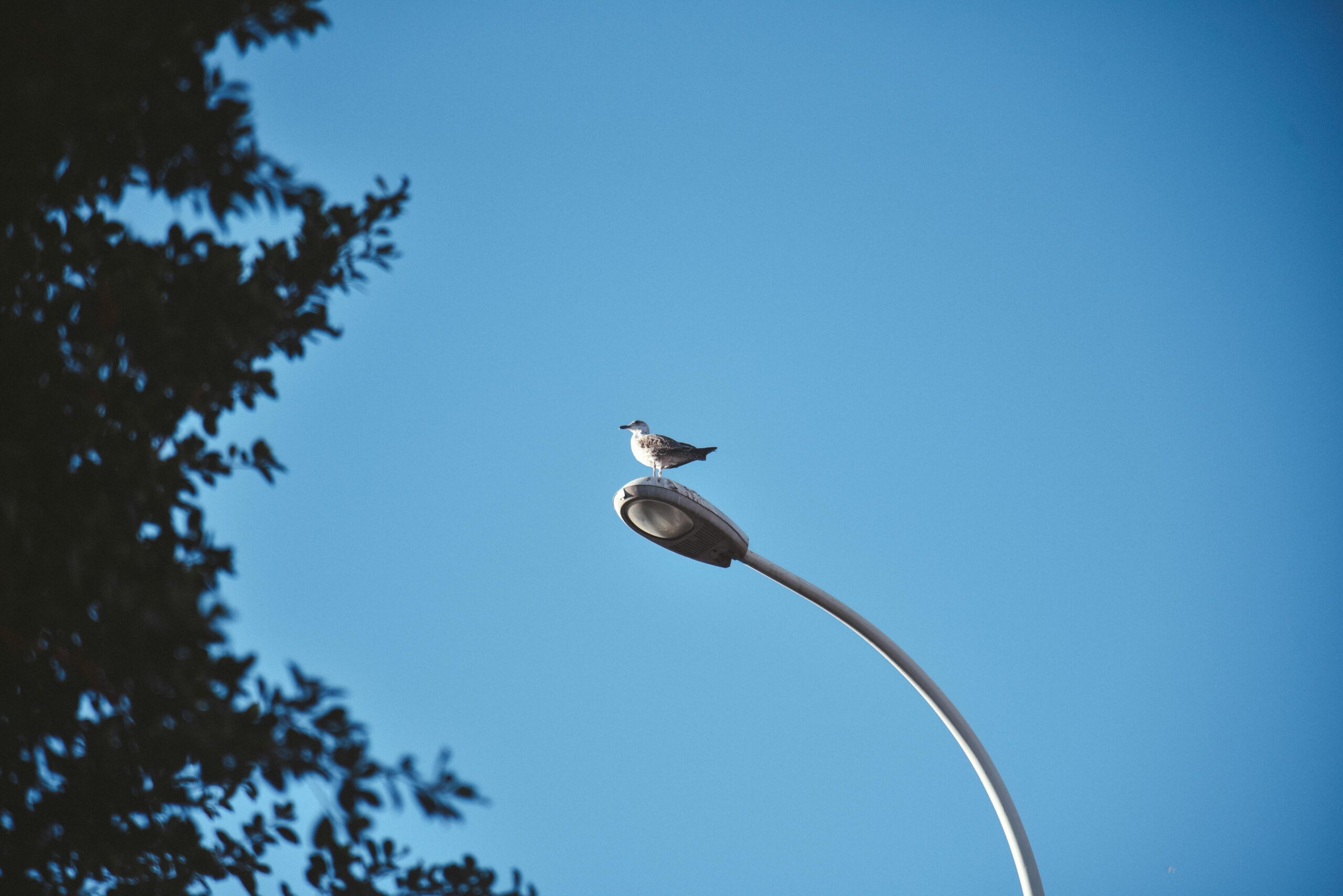 ICE特工涉嫌作伪证,枪击案指控戏剧性撤销:一场执法信任危机的深度解剖