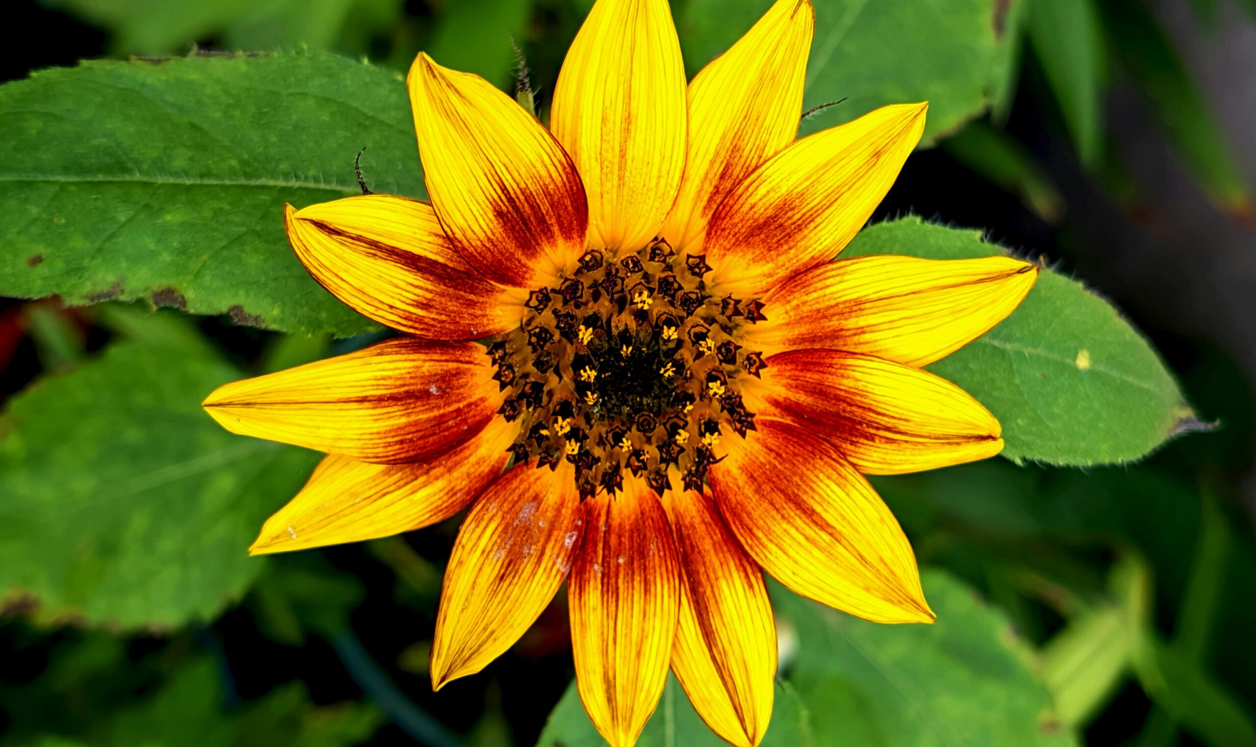 系外卫星探测新突破：月食现象如何揭开外星世界的神秘面纱？