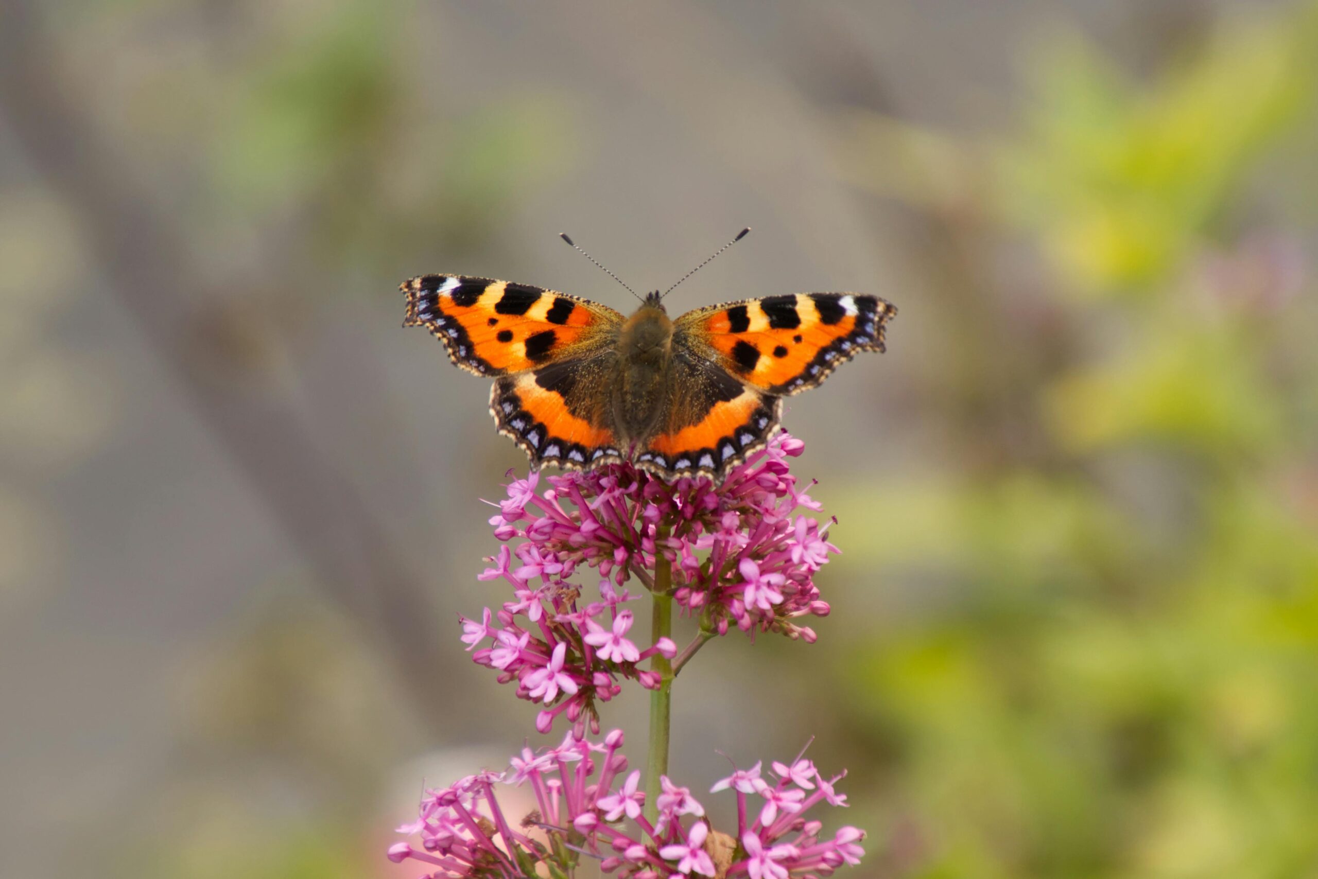 17岁飞镖天才的商标保卫战:卢克·利特勒为何将“自己的脸”注册为商标?