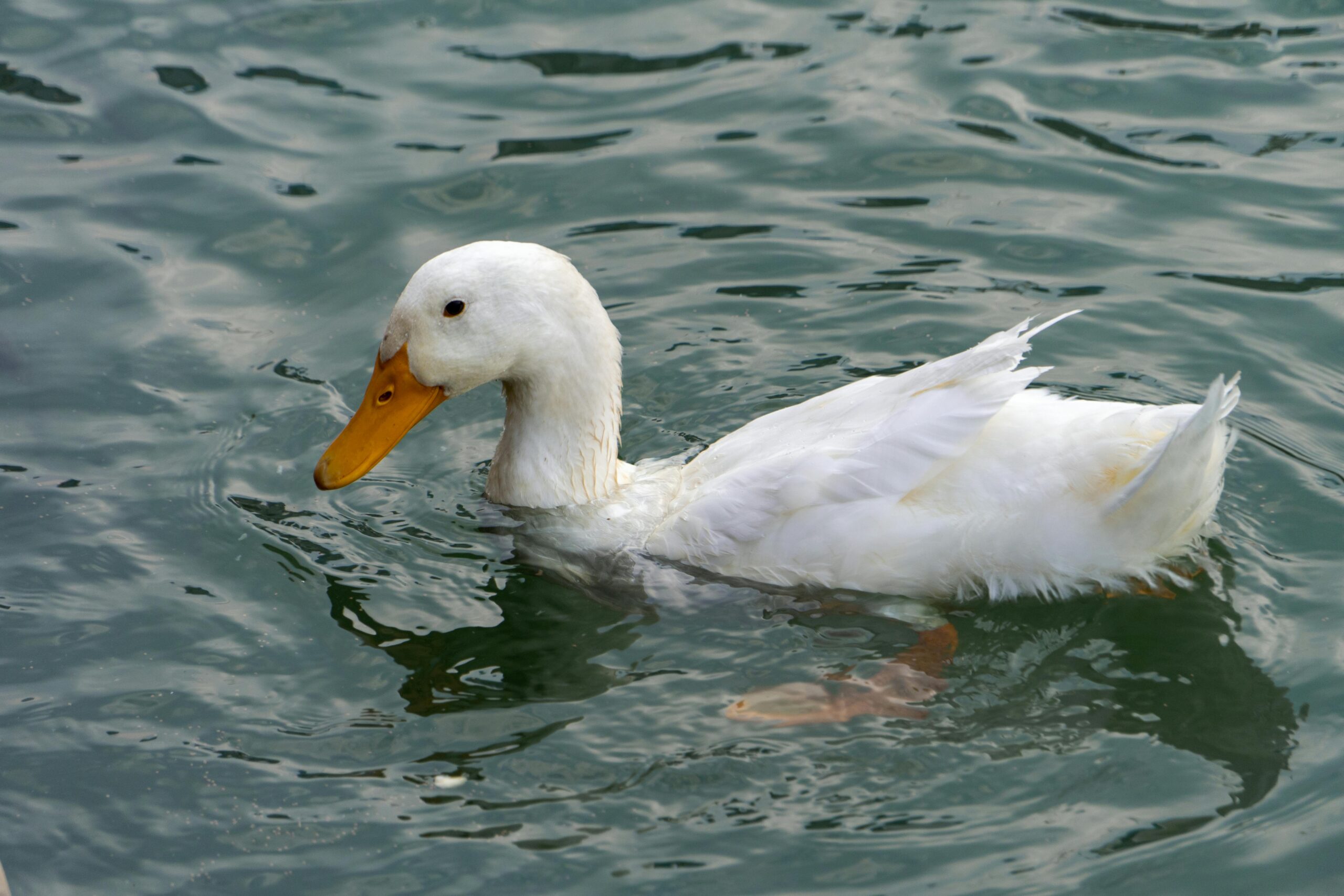 Meta裁员风暴背后：AI豪赌下的生存逻辑与科技巨头转型阵痛