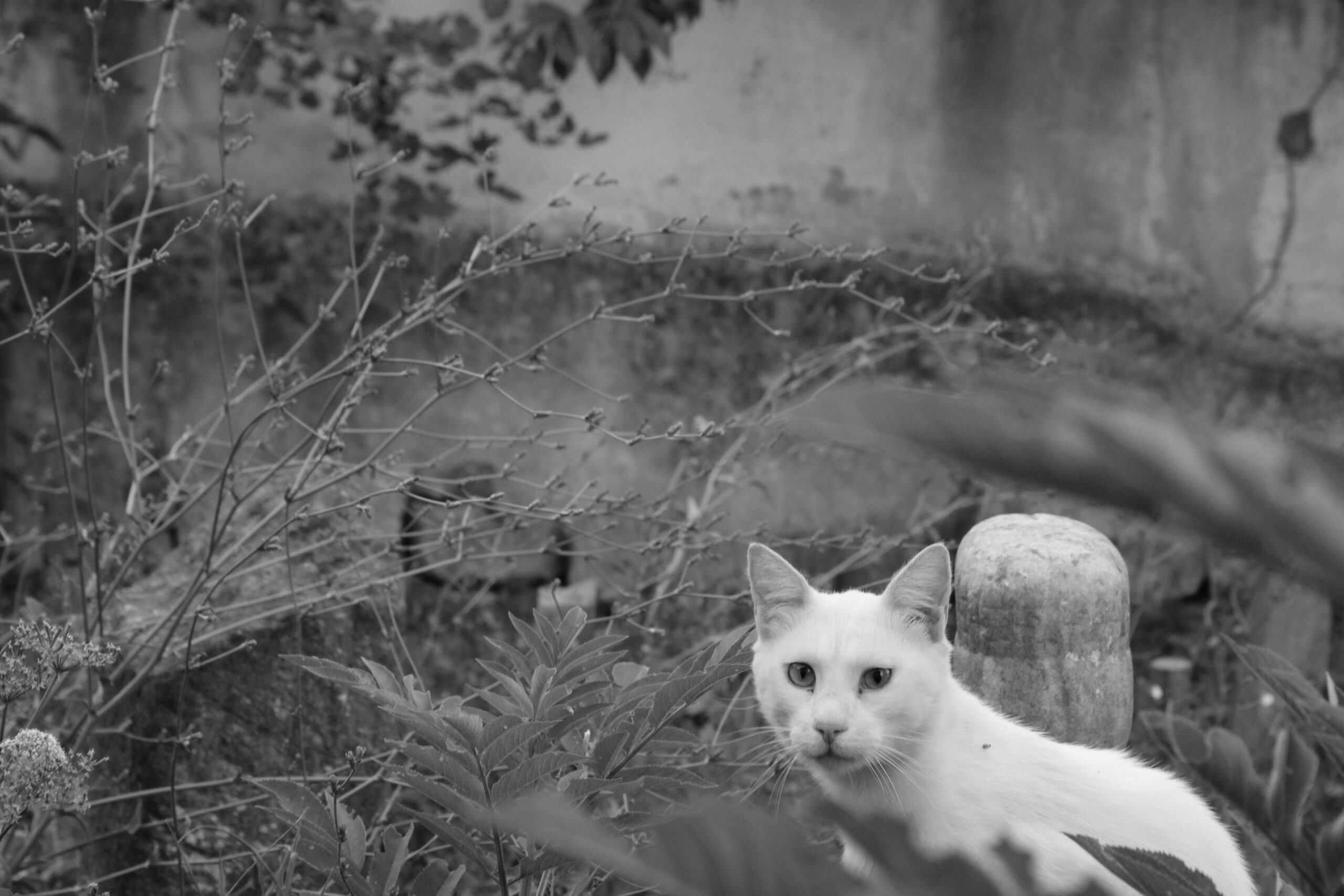 Eos暴跌39%背后：新能源独角兽的“透明度陷阱”与资本信任危机