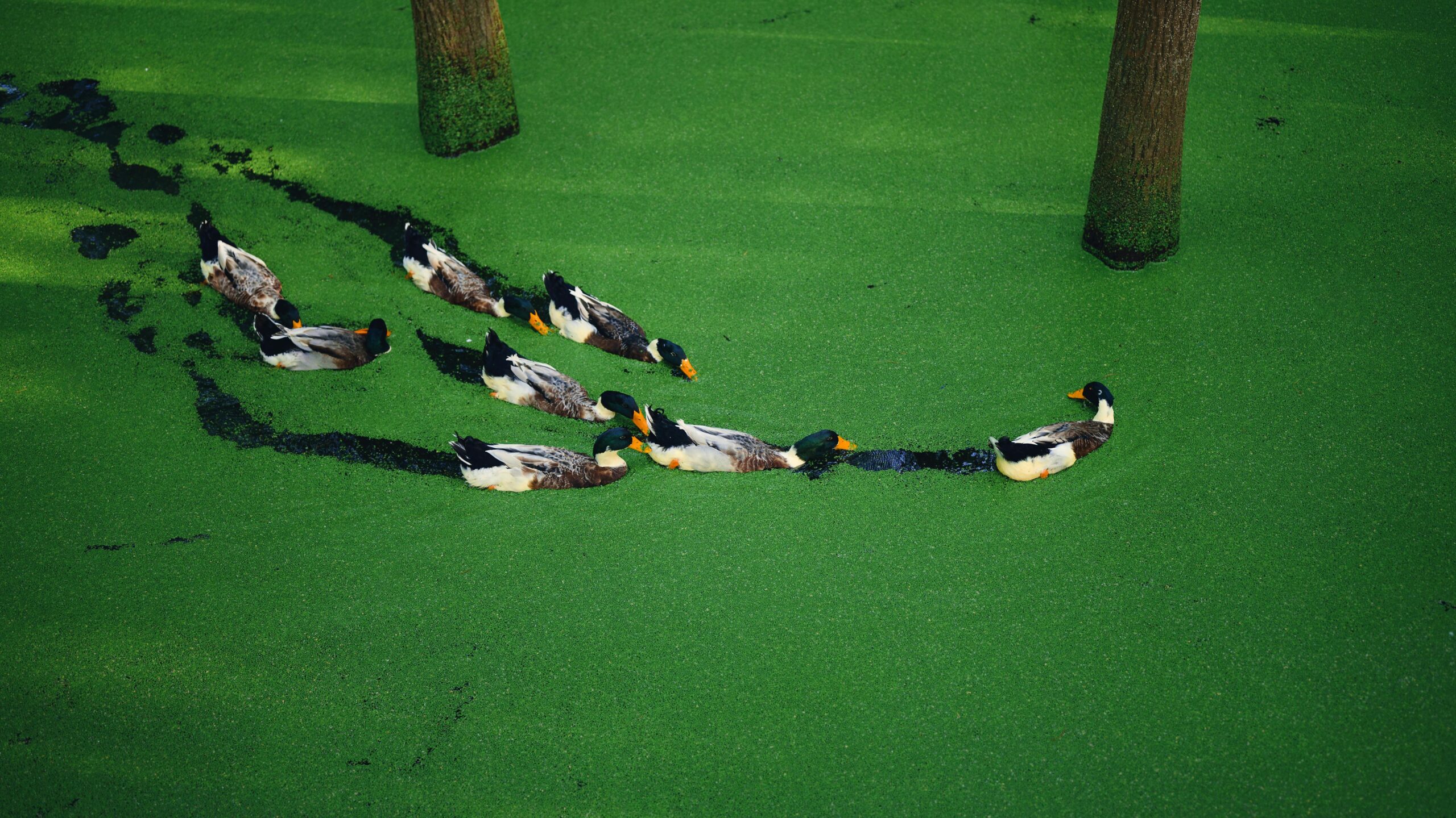 六十年前那声吉他嘶吼,如何撕裂了时代的耳膜?一个被遗忘的“幽灵笔记”与摇滚乐的胎动