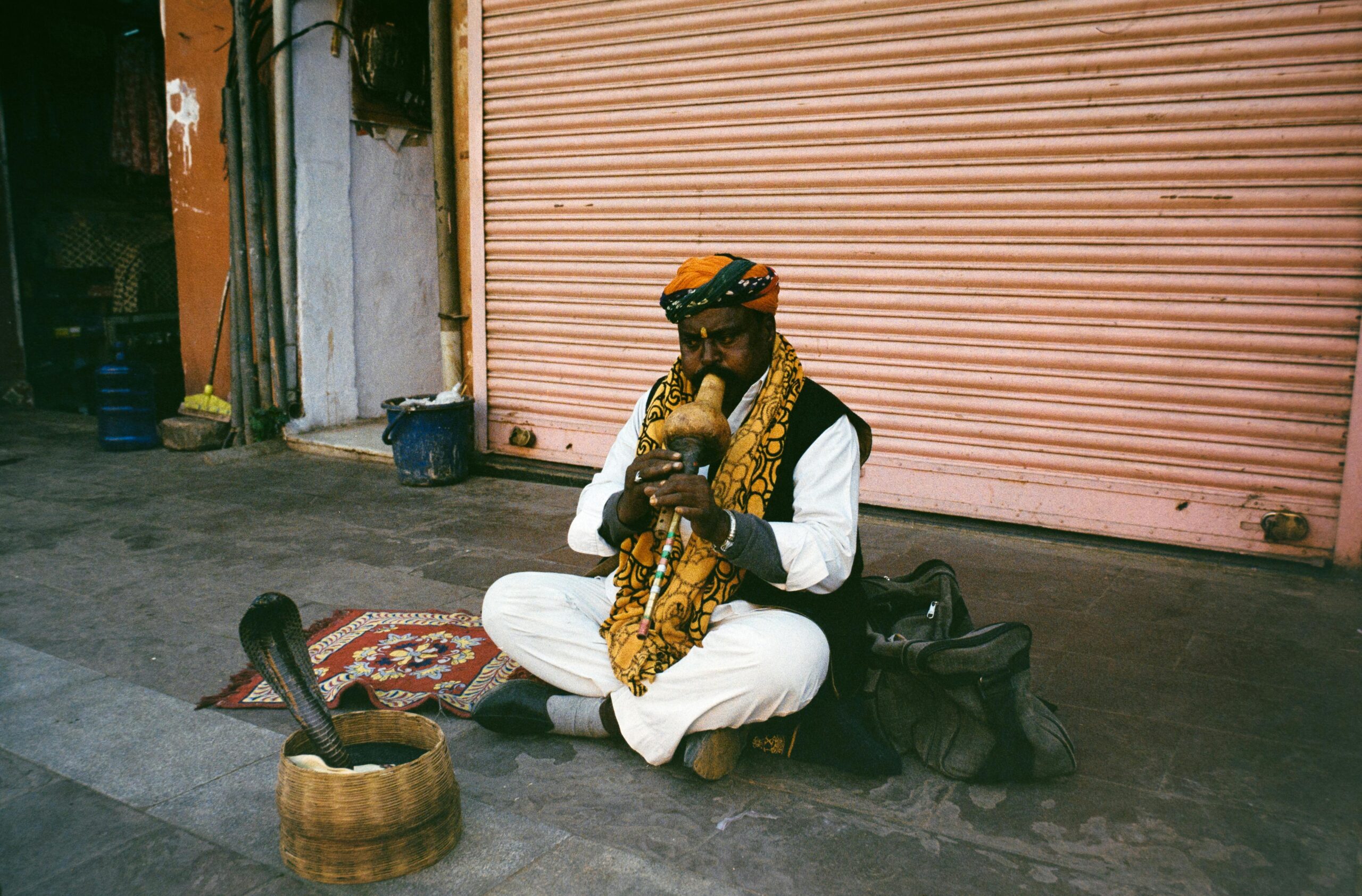 200次致命蛇咬，一位“疯子”的20年赌命实验：他真找到了蛇毒的解药吗？