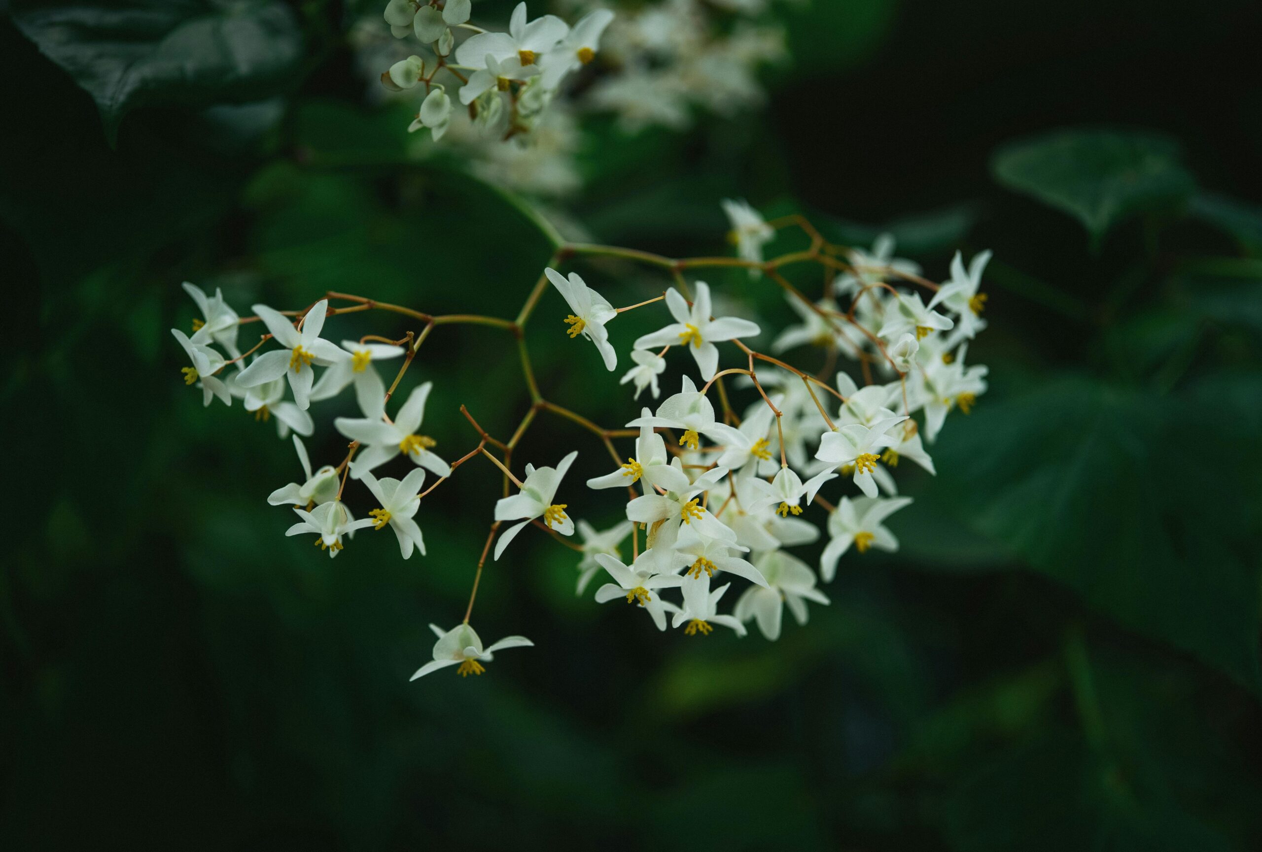 三周内两场飓风!昆士兰“伤口上撒盐”,Maila来袭背后的气候警示与生存博弈