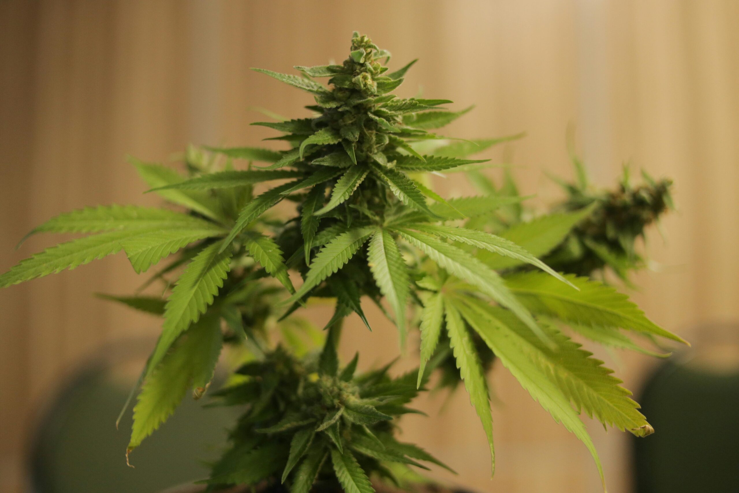 一袋薯片背后的四十年科学博弈:为什么更好的土豆还没到货?